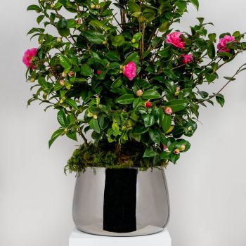 Marine Stainless Steel Hepworth Pot 28cm With Drainage Holes